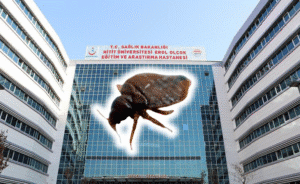 Çorum Erol Olçok Eğitim ve Araştırma Hastanesi Tahtakurusu