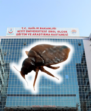 Çorum Erol Olçok Eğitim ve Araştırma Hastanesi Tahtakurusu